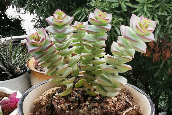 錢串子花怎樣分株移盆?