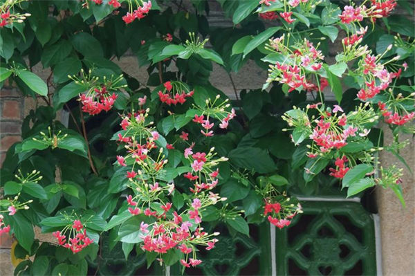 爬墻植物有哪些?