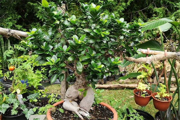 榕樹的養殖方法和注意事項是什么?