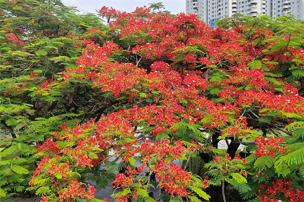 鳳凰花花語是什么?