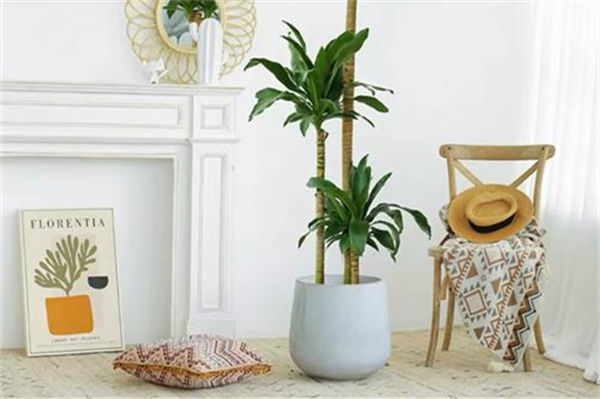 巴西木的養殖方法和注意事項是什么?