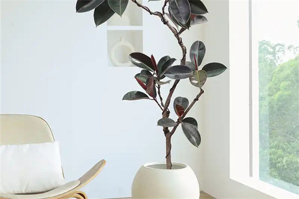 橡皮樹的養殖方法和注意事項是什么?