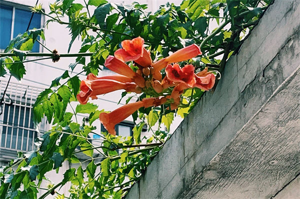 凌霄花花語是什么?