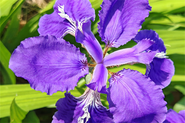 鳶尾花花語是什么?