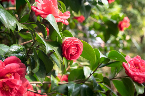 茶花的養殖方法和注意事項是什么?