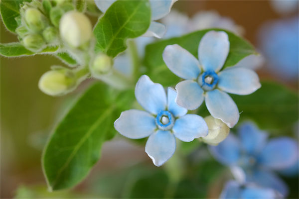 藍星花的花語是什么?