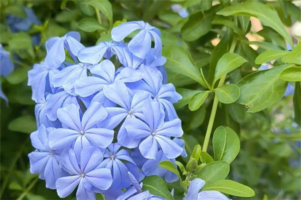 藍雪花的花語是什么?