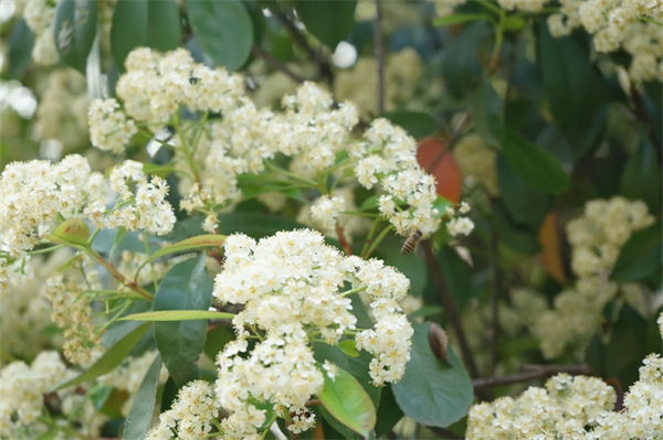 石楠花花語是什么?