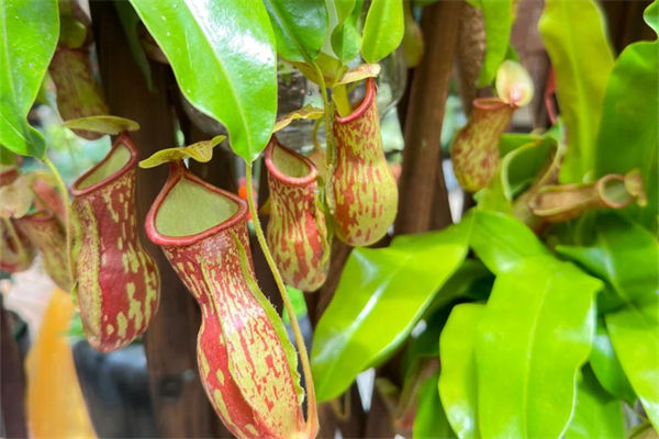 豬籠草怎么養(yǎng)?