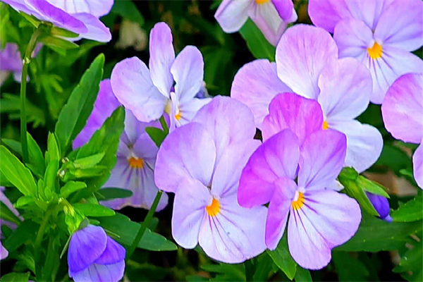 三色堇的花語是什么?