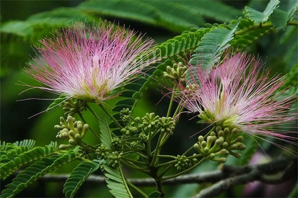 合歡樹的象征意義是什么?