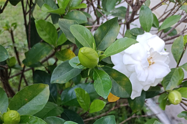 梔子花怎么養(yǎng)?