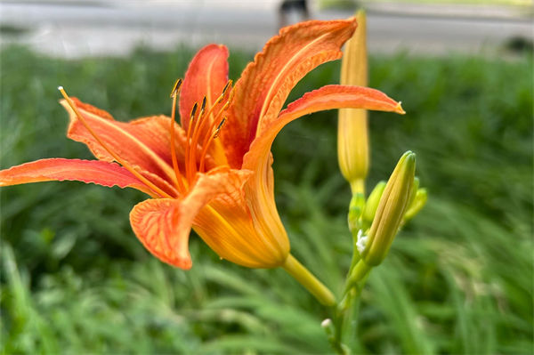 萱草花語是什么?