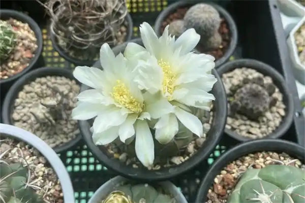 金琥仙人球怎么養?