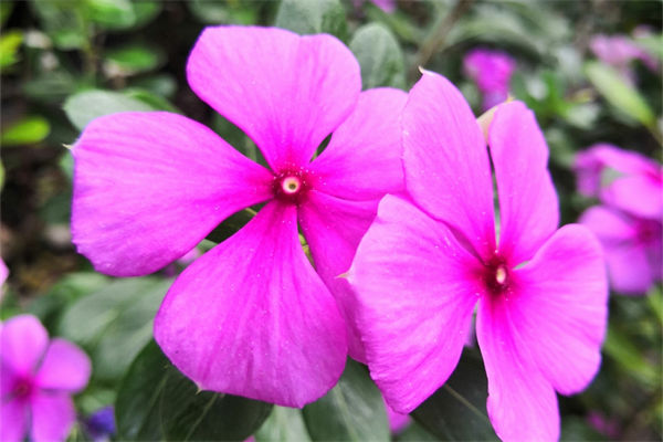 長春花播種要注意什么?