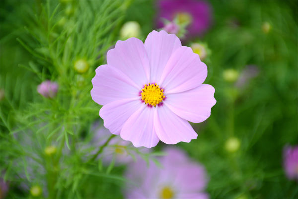 波斯菊種植方法是什么?