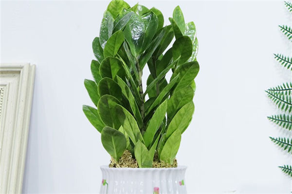 搖錢樹的養(yǎng)殖方法是什么?