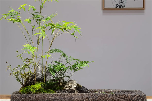 鳳尾竹的養殖方法是什么?