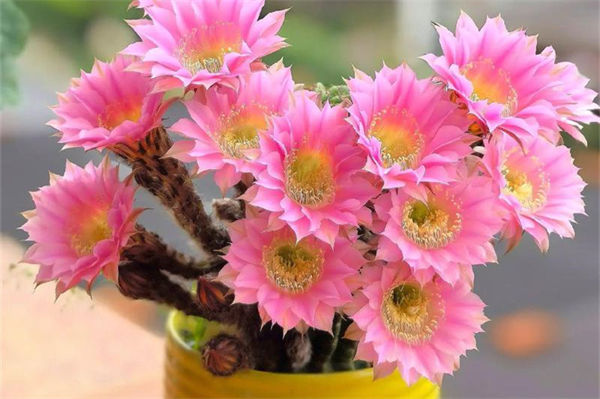 仙人球的養殖方法是什么?