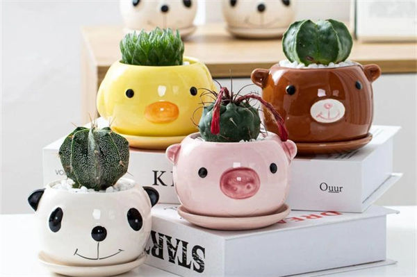 仙人球的作用是什么?