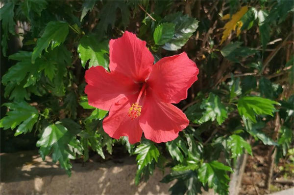 扶桑的養(yǎng)殖方法是什么?