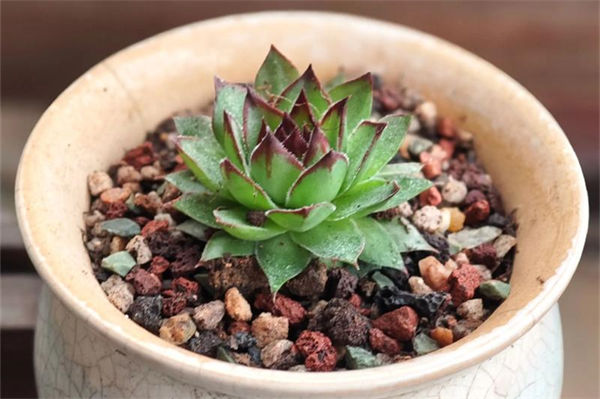 觀音蓮的養殖方法是什么?