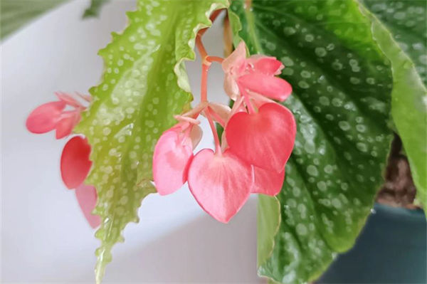 秋海棠花語是什么?