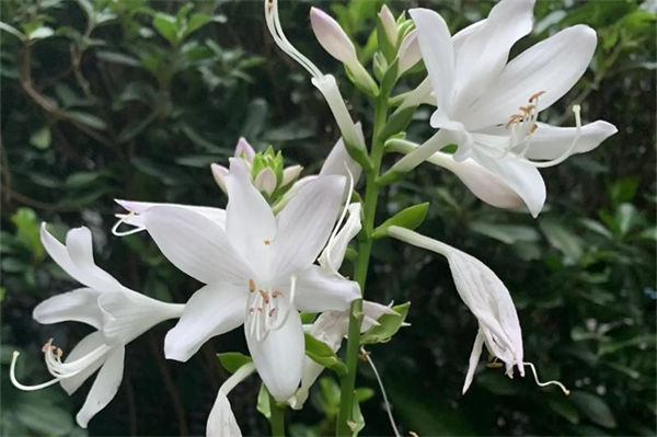 玉簪花幾月份開花?