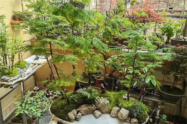 水杉盆景怎么養(yǎng)?