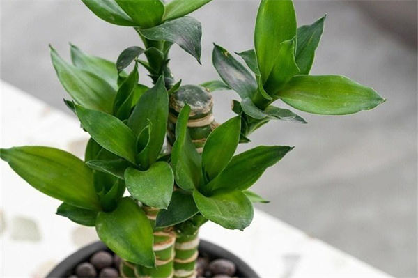 富貴竹怎么養殖?