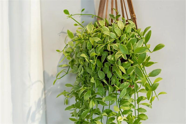 吊蘭的作用有哪些?