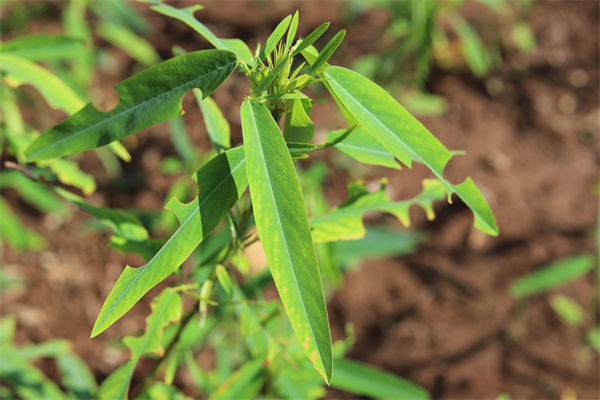 跳舞草種子怎么種植?