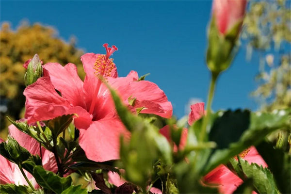 扶桑花怎么養?