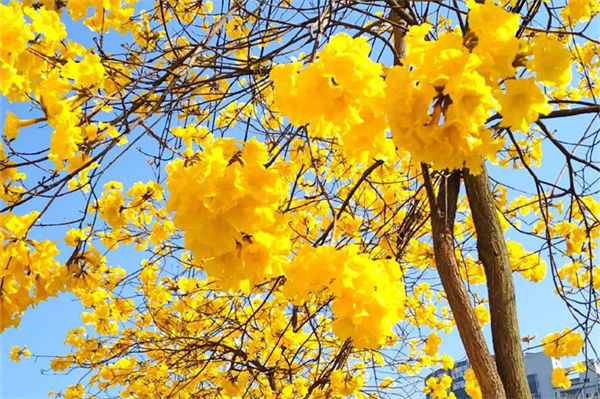 黃風(fēng)鈴花的花語(yǔ)和寓意是什么?