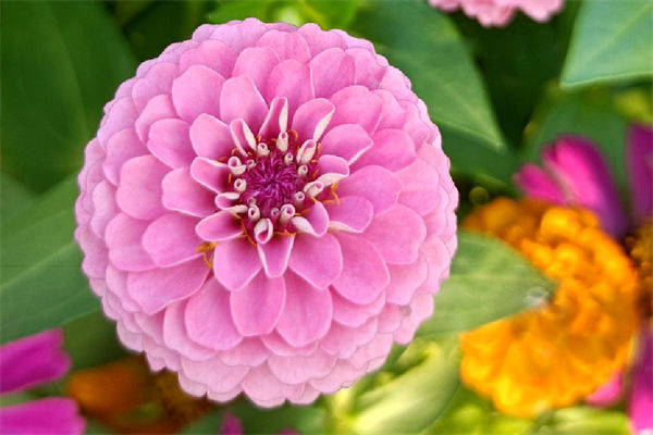 步步高升花怎么養?