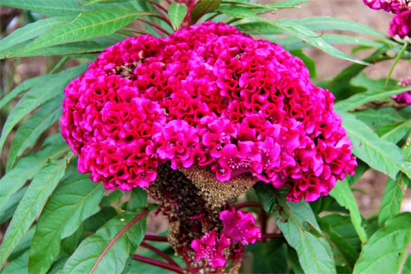 雞冠花的花語是什么?