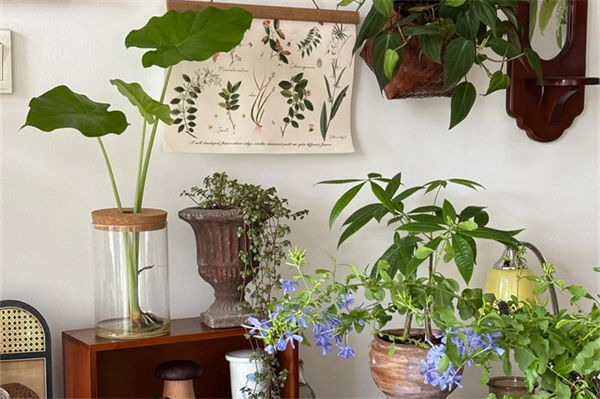 滴水觀音葉子發(fā)黃怎么處理?