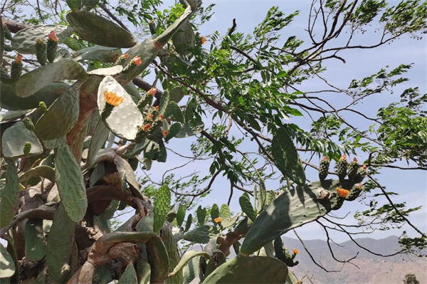 仙人掌的養殖方法是什么?