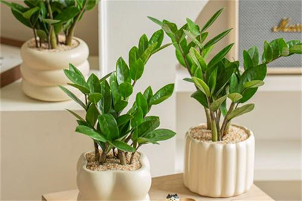 金錢樹的養(yǎng)殖要注意什么?