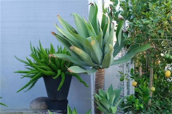 龍舌蘭的養殖方法是什么?