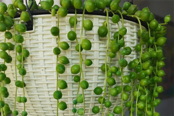 佛珠吊蘭的養殖方法是什么?