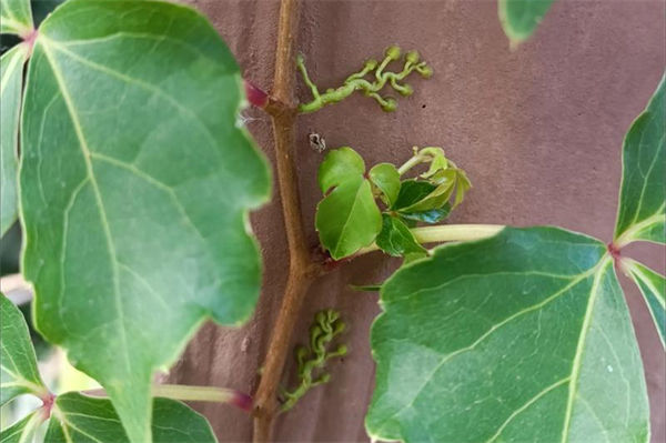 爬山虎的特點(diǎn)有哪些?