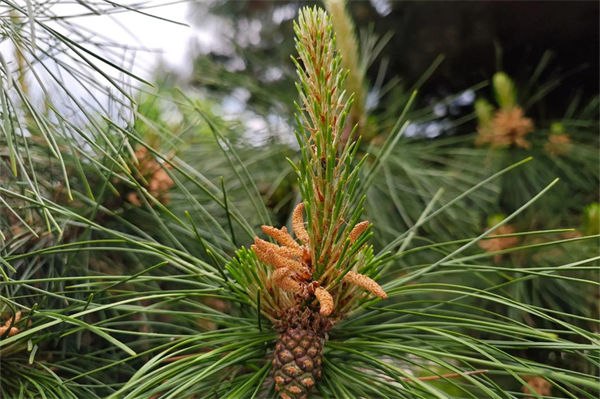 松樹的作用有哪些?