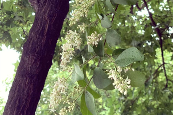 白蠟樹(shù)一般在幾月開(kāi)花?