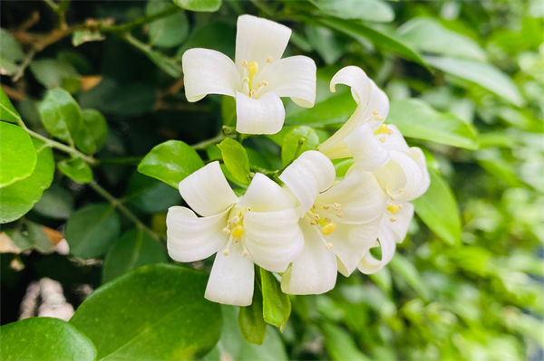 九里香的養殖方法是什么?