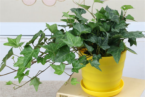 常青藤的養(yǎng)殖方法是什么?