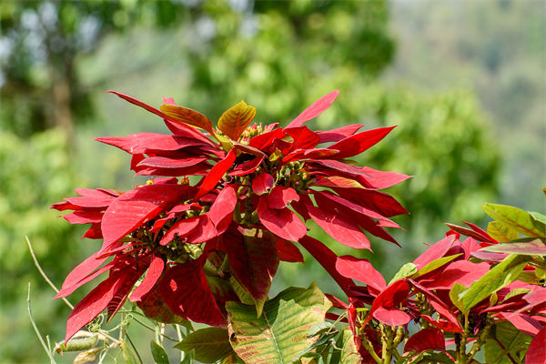 雁來紅是什么花?