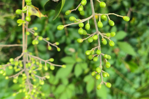 女貞的莖的特點是什么?