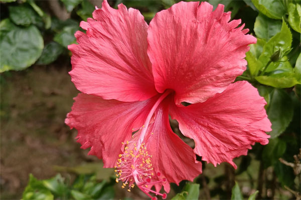 木槿花花語是什么?