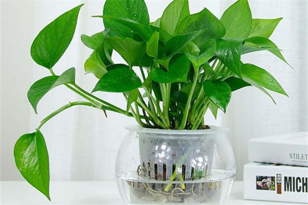 綠蘿的作用有哪些?